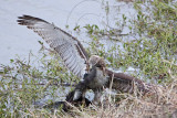 _MG_4614 Red-tailed Hawk taking Mallard.jpg