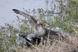 _MG_4615 Red-tailed Hawk taking Mallard.jpg