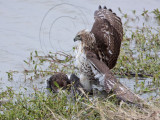 _MG_4642 Red-tailed Hawk taking Mallard.jpg