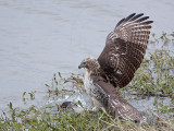 _MG_4645 Red-tailed Hawk taking Mallard.jpg