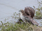 _MG_4648 Red-tailed Hawk taking Mallard.jpg