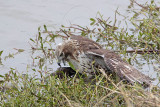 _MG_4680 Red-tailed Hawk taking Mallard.jpg