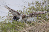 _MG_4774 Red-tailed Hawk taking Mallard.jpg