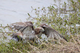 _MG_4776 Red-tailed Hawk taking Mallard.jpg