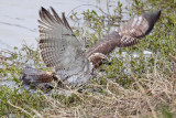 _MG_4779 Red-tailed Hawk taking Mallard.jpg