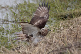 _MG_4802 Red-tailed Hawk taking Mallard.jpg
