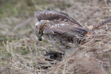 _MG_5247 Red-tailed Hawk taking Mallard.jpg