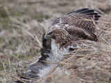 _MG_5254 Red-tailed Hawk taking Mallard.jpg