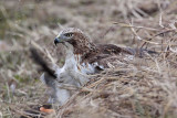 _MG_5255 Red-tailed Hawk taking Mallard.jpg