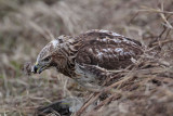 _MG_5360 Red-tailed Hawk taking Mallard.jpg