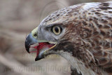 _MG_5516crop Red-tailed Hawk taking Mallard.jpg