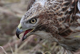 _MG_5534 Red-tailed Hawk taking Mallard.jpg