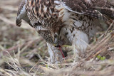 _MG_5600 Red-tailed Hawk taking Mallard.jpg