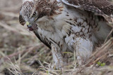 _MG_5601 Red-tailed Hawk taking Mallard.jpg