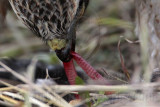 _MG_5683crop Red-tailed Hawk taking Mallard.jpg