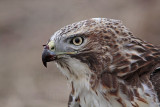 _MG_5759 Red-tailed Hawk.jpg
