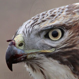 _MG_5759crop Red-tailed Hawk.jpg