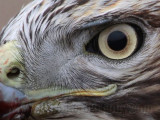 _MG_5759crop2 Red-tailed Hawk.jpg