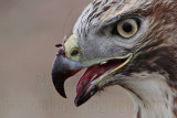 _MG_5761crop Red-tailed Hawk.jpg