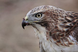 _MG_5777 Red-tailed Hawk.jpg