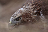 _MG_5813 Red-tailed Hawk.jpg