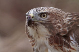 _MG_5818 Red-tailed Hawk.jpg