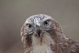 _MG_5831 Red-tailed Hawk.jpg