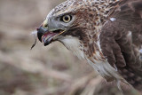 _MG_5880 Red-tailed Hawk taking Mallard.jpg