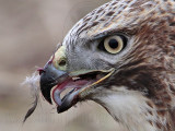 _MG_5880crop Red-tailed Hawk taking Mallard.jpg