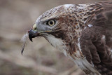 _MG_5881 Red-tailed Hawk taking Mallard.jpg