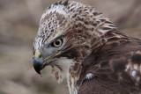 _MG_5929 Red-tailed Hawk taking Mallard.jpg