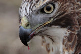 _MG_5929 crop Red-tailed Hawk taking Mallard.jpg