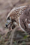 _MG_6058 Red-tailed Hawk taking Mallard.jpg
