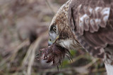 _MG_6145 Red-tailed Hawk taking Mallard.jpg