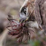 _MG_6155crop Red-tailed Hawk taking Mallard.jpg