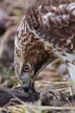 _MG_6163 Red-tailed Hawk taking Mallard.jpg