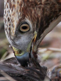 _MG_6163crop Red-tailed Hawk taking Mallard.jpg