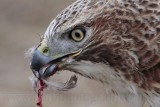 _MG_6186 Red-tailed Hawk taking Mallard.jpg