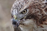 _MG_6204 Red-tailed Hawk taking Mallard.jpg