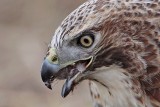 _MG_6219 Red-tailed Hawk taking Mallard.jpg