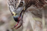 _MG_6247 Red-tailed Hawk taking Mallard.jpg