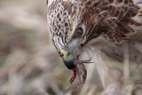 _MG_6248 Red-tailed Hawk taking Mallard.jpg