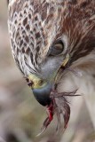 _MG_6248crop Red-tailed Hawk taking Mallard.jpg