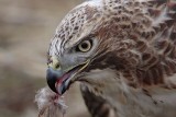 _MG_6318 Red-tailed Hawk taking Mallard.jpg