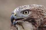 _MG_6594 Red-tailed Hawk.jpg