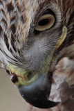 _MG_6824crop Red-tailed Hawk.jpg