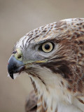 _MG_6832 Red-tailed Hawk.jpg