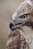 _MG_6841 Red-tailed Hawk taking Mallard.jpg