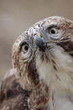 _MG_6861 Red-tailed Hawk.jpg