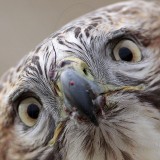 _MG_6861crop Red-tailed Hawk.jpg